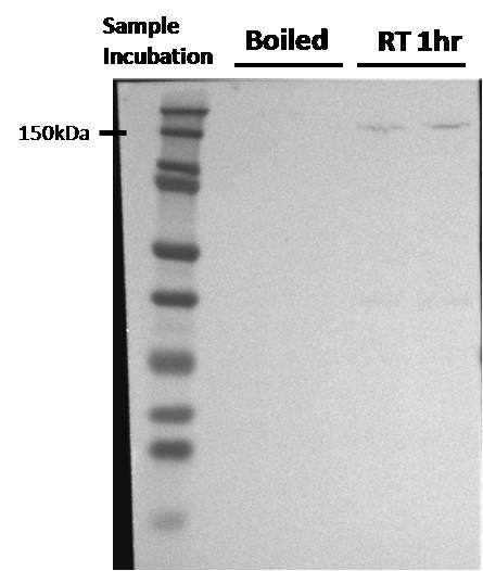 Human/Mouse/Rat EEA1 Antibody MAB8047