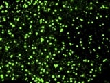 Human DAB2 Antibody MAB8064