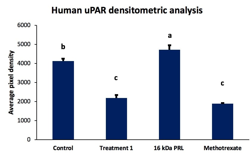 Human uPAR Antibody MAB807