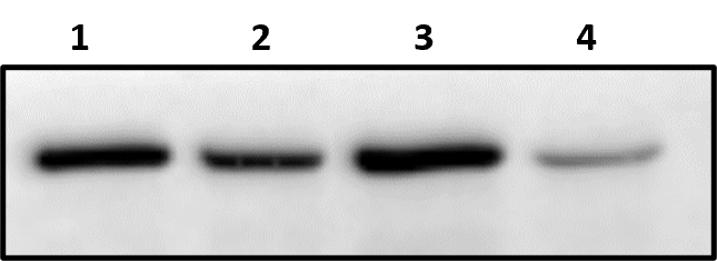 Human uPAR Antibody MAB807