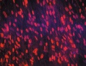 Human/Mouse/Rat YAP1 Antibody MAB8094