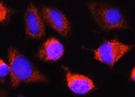 Human Caspase‑8 Antibody MAB8135