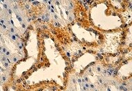 Human Nox4 Antibody MAB8158