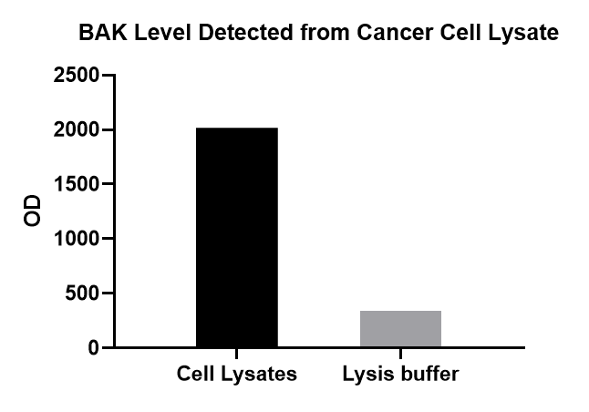 Human BAK Antibody MAB8161