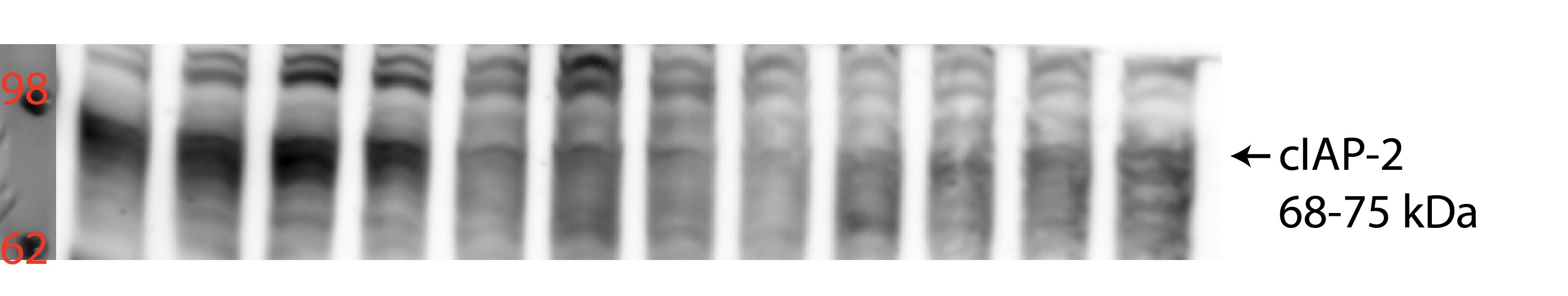 Human/Mouse cIAP‑2/HIAP‑1 Antibody MAB817