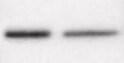 Human/Mouse/Rat Importin  beta /KPNB1 Antibody MAB8209