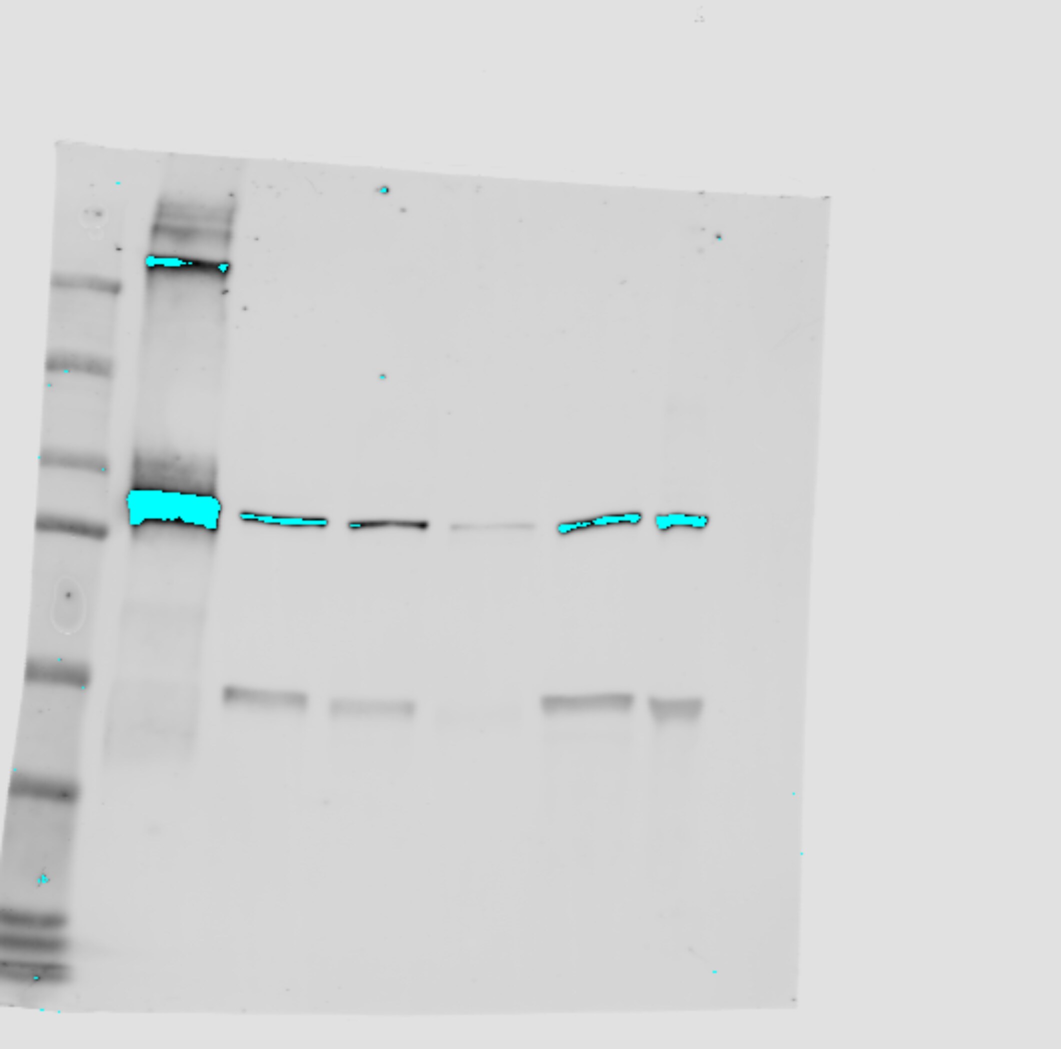 Human/Mouse/Rat Importin  beta /KPNB1 Antibody MAB8209