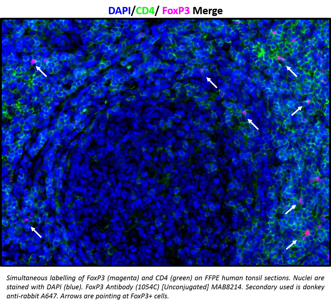 Human/Mouse FoxP3 Antibody MAB8214