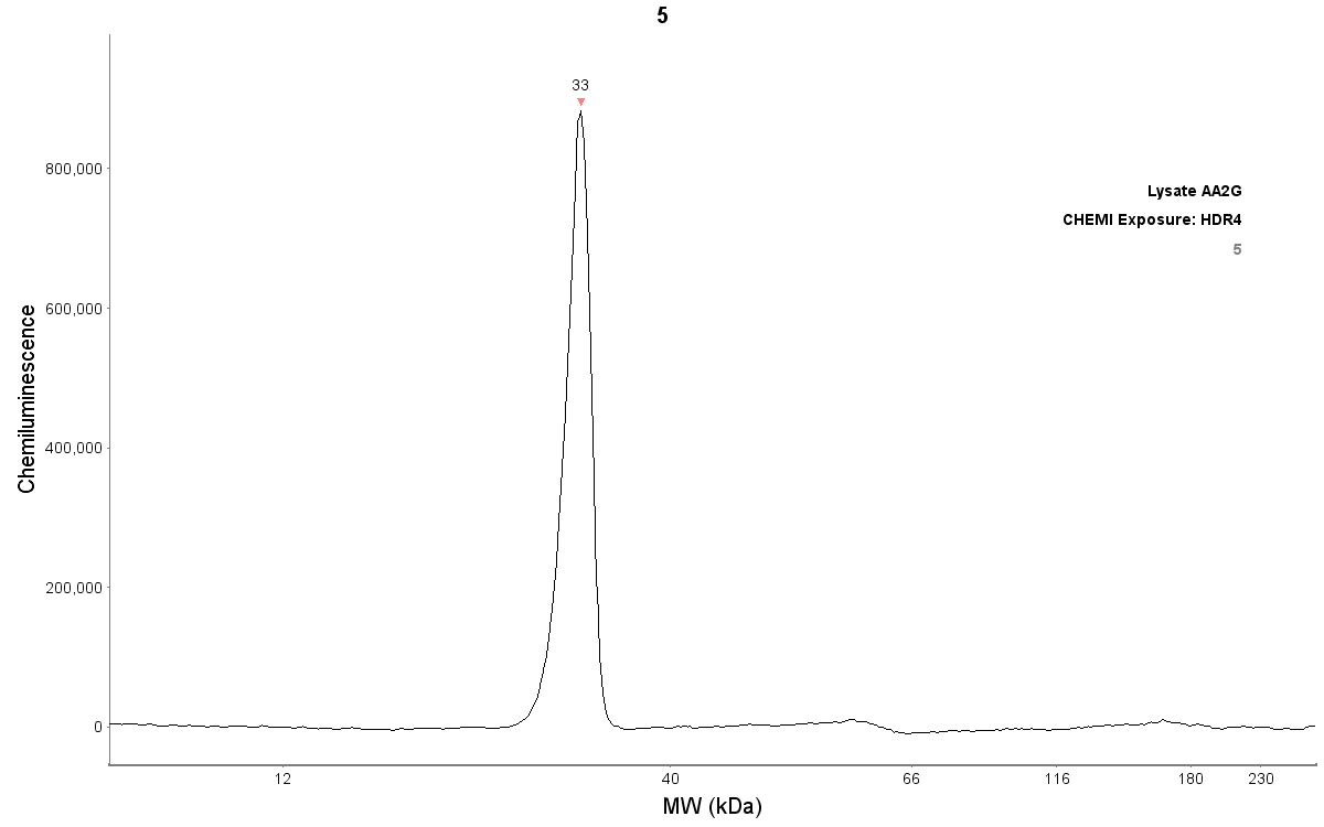 Human Caspase-14 Antibody MAB8215