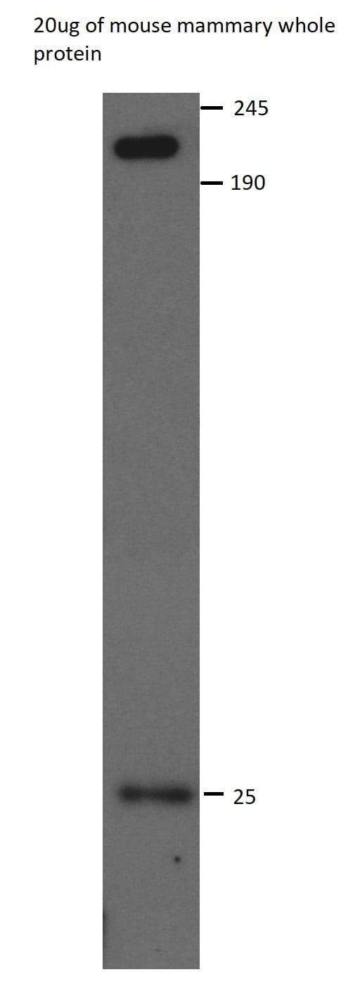 Mouse TCF7/TCF1 Antibody MAB8224