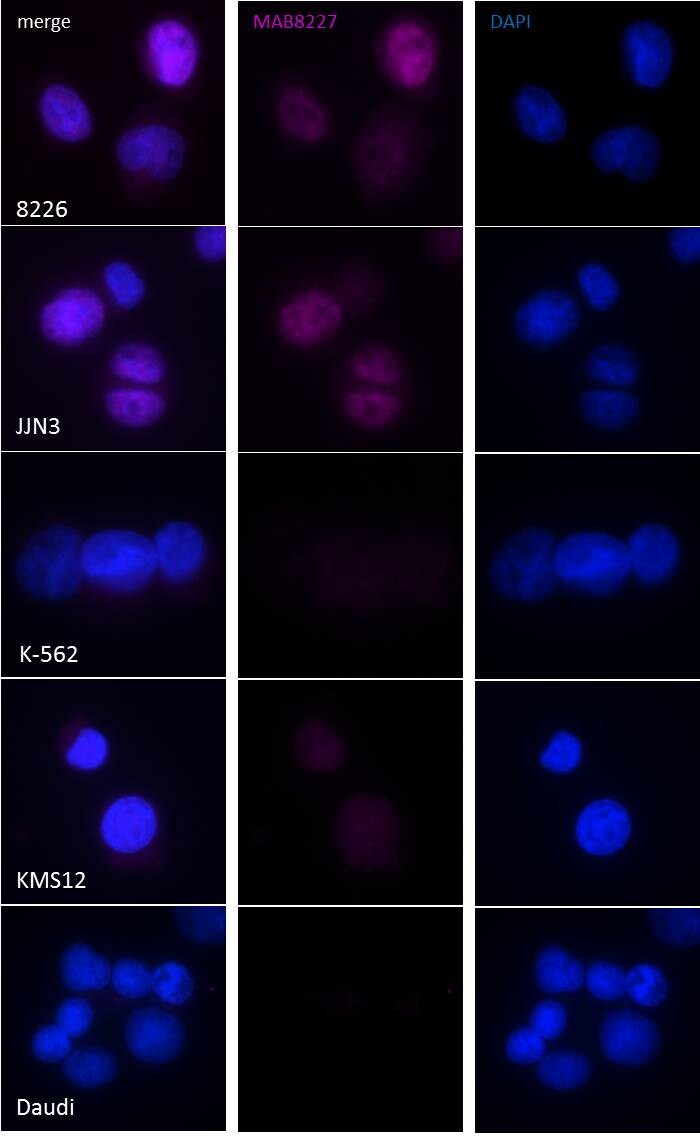 Human c-Maf Antibody MAB8227