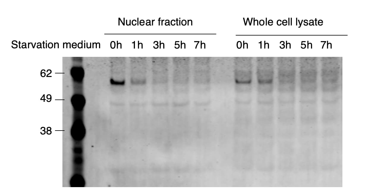 Human c-Maf Antibody MAB8227