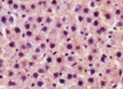 Human/Mouse/Rat Bcl‑2 Antibody MAB8272