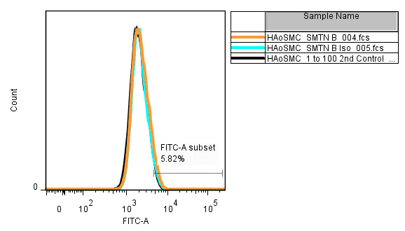 Human Smoothelin B Antibody MAB8278