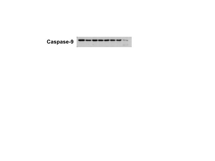 Human Caspase‑9 Antibody MAB8301