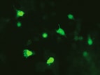 Human Rab13 Antibody MAB8305