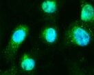 Human Rab13 Antibody MAB8305