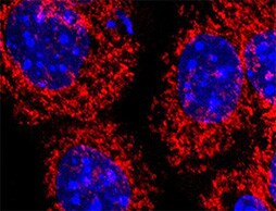 Mouse ZNRF3 Antibody MAB8328