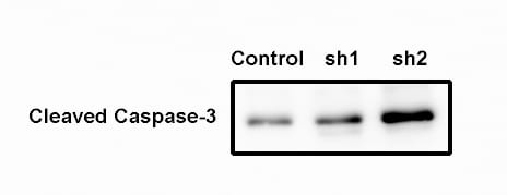 Human/Mouse Cleaved Caspase‑3 (Asp175) Antibody MAB835