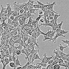 Human/Mouse Cleaved Caspase‑3 (Asp175) Antibody MAB835