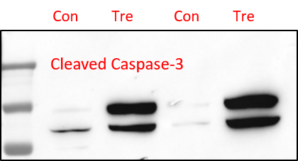 Human/Mouse Cleaved Caspase‑3 (Asp175) Antibody MAB835