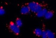 Human/Mouse/Rat HHEX Antibody MAB83771