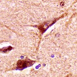 Human FAM20B Antibody MAB84271