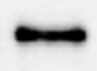 Human FAM20B Antibody MAB8427