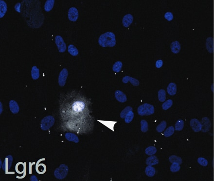 Human Lgr6 Antibody MAB8458