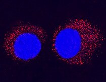 Mouse Bad N-Terminus Antibody MAB850
