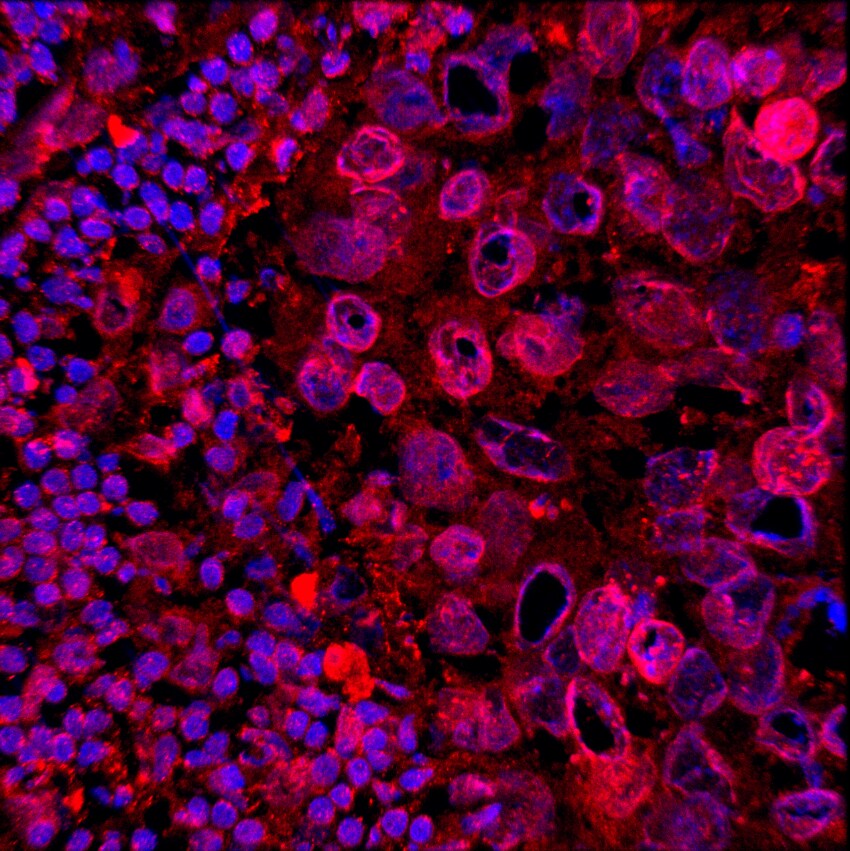 Lamin B1 Antibody (919022) [Alexa Fluor® 594] MAB85251AF594