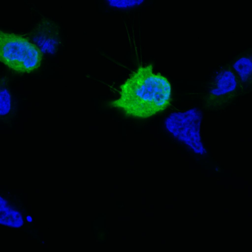 DYKDDDDK Epitope Tag Antibody MAB8529