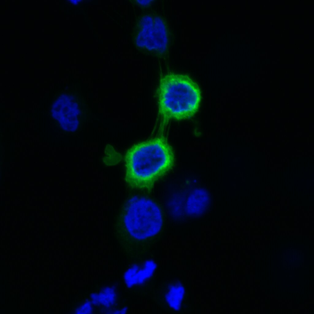 DYKDDDDK Epitope Tag Antibody MAB8529