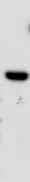 DYKDDDDK Epitope Tag Antibody MAB8529