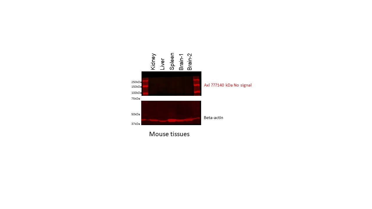 Mouse Axl Antibody MAB854
