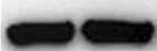 Mouse Axl Antibody MAB854