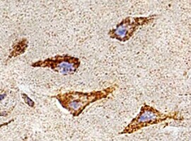 Human  beta ‑1,3‑Glucuronyltransferase 1/B3GAT1 Antibody MAB85602