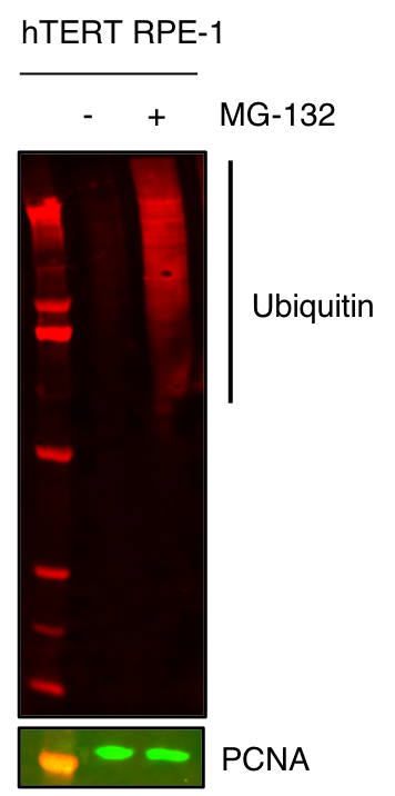Human Ubiquitin Antibody MAB8595