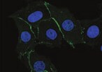 Human P‑Cadherin Antibody MAB861