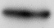 Human P‑Cadherin Antibody MAB861R