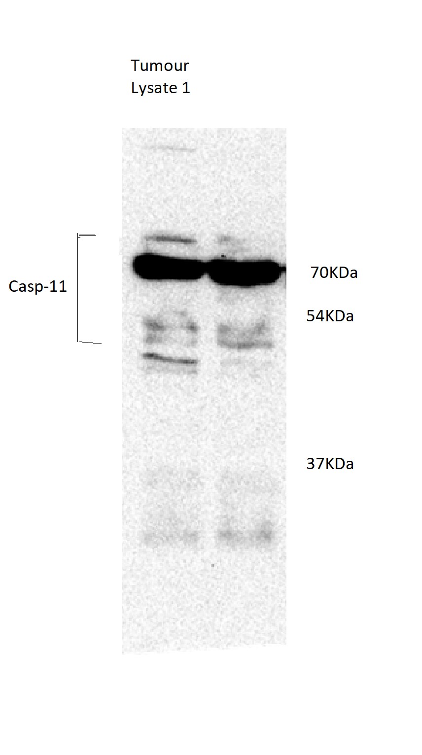 Mouse Caspase-11/Caspase-4 Antibody MAB8648