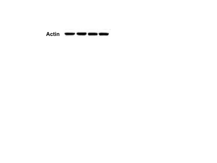 Human/Mouse/Rat  beta ‑Actin Antibody MAB8929