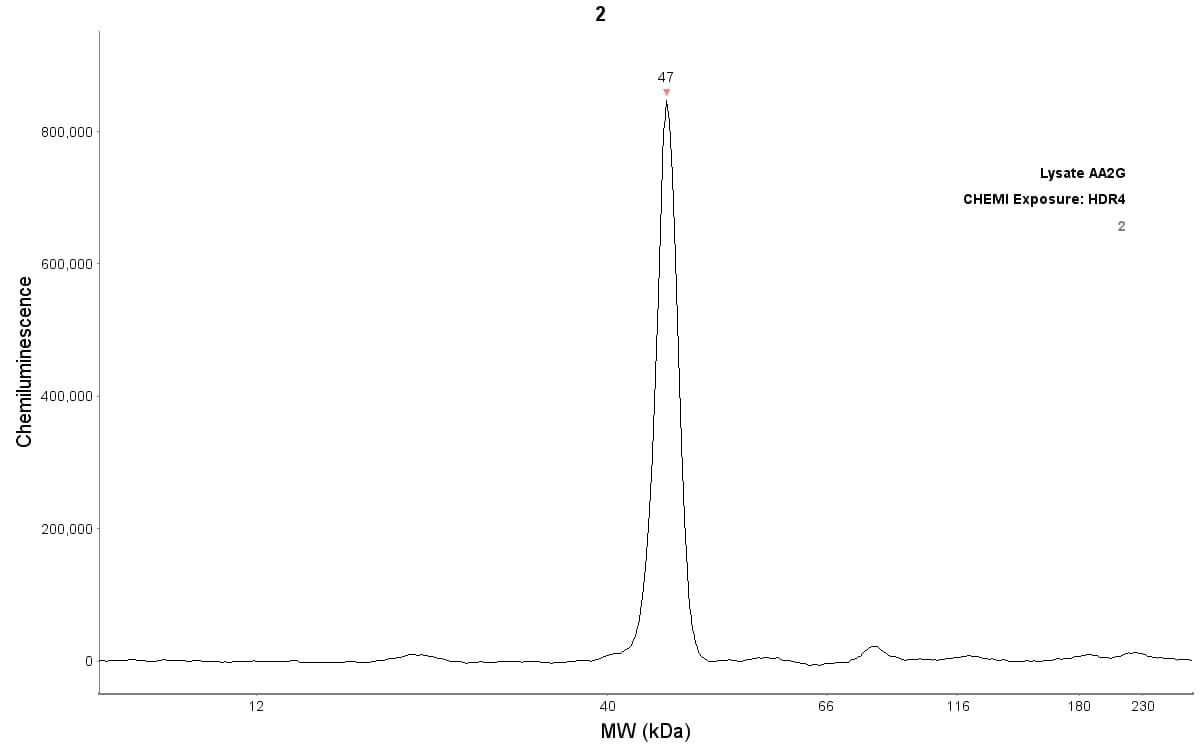 Human/Mouse/Rat  beta ‑Actin Antibody MAB8929