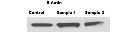 Human/Mouse/Rat  beta ‑Actin Antibody MAB8929