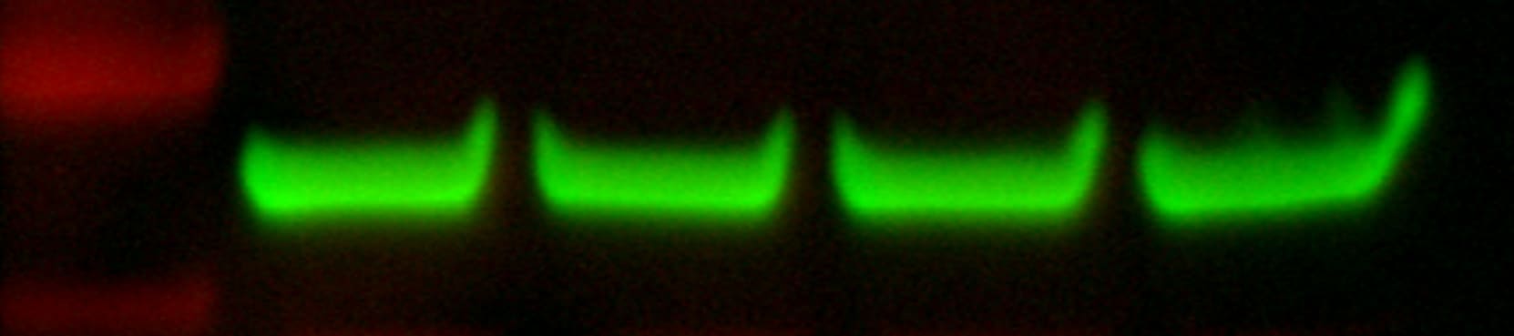 Human/Mouse/Rat  beta ‑Actin Antibody MAB8929
