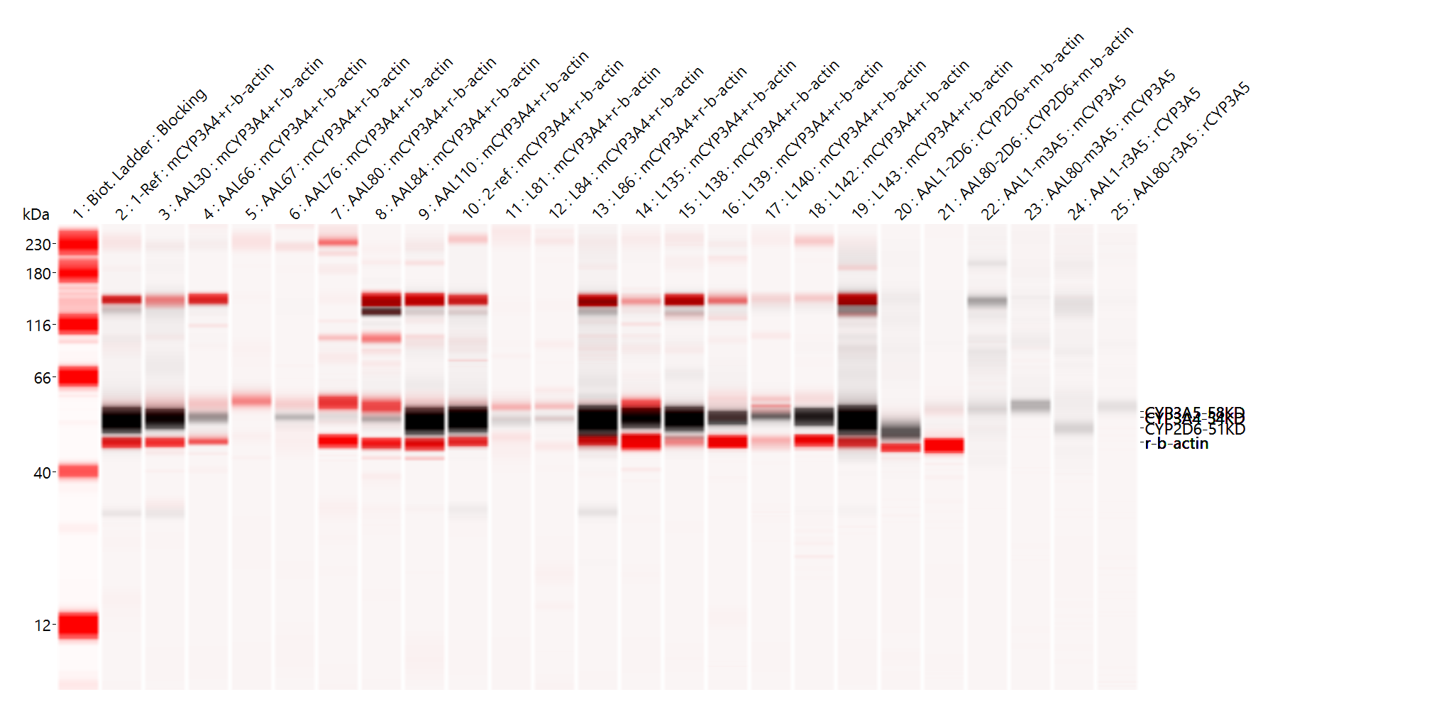 Human/Mouse/Rat  beta ‑Actin Antibody MAB8929