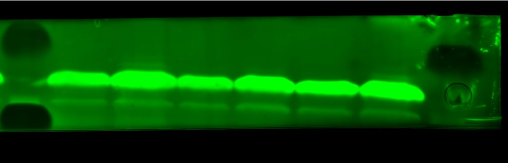 Human/Mouse/Rat  beta ‑Actin Antibody MAB8929