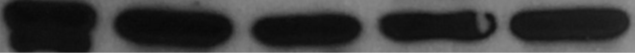 Human/Mouse/Rat  beta ‑Actin Antibody MAB8929