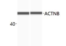 Human/Mouse/Rat  beta ‑Actin Antibody MAB8929