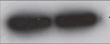 Human/Mouse/Rat  beta ‑Actin Antibody MAB8929